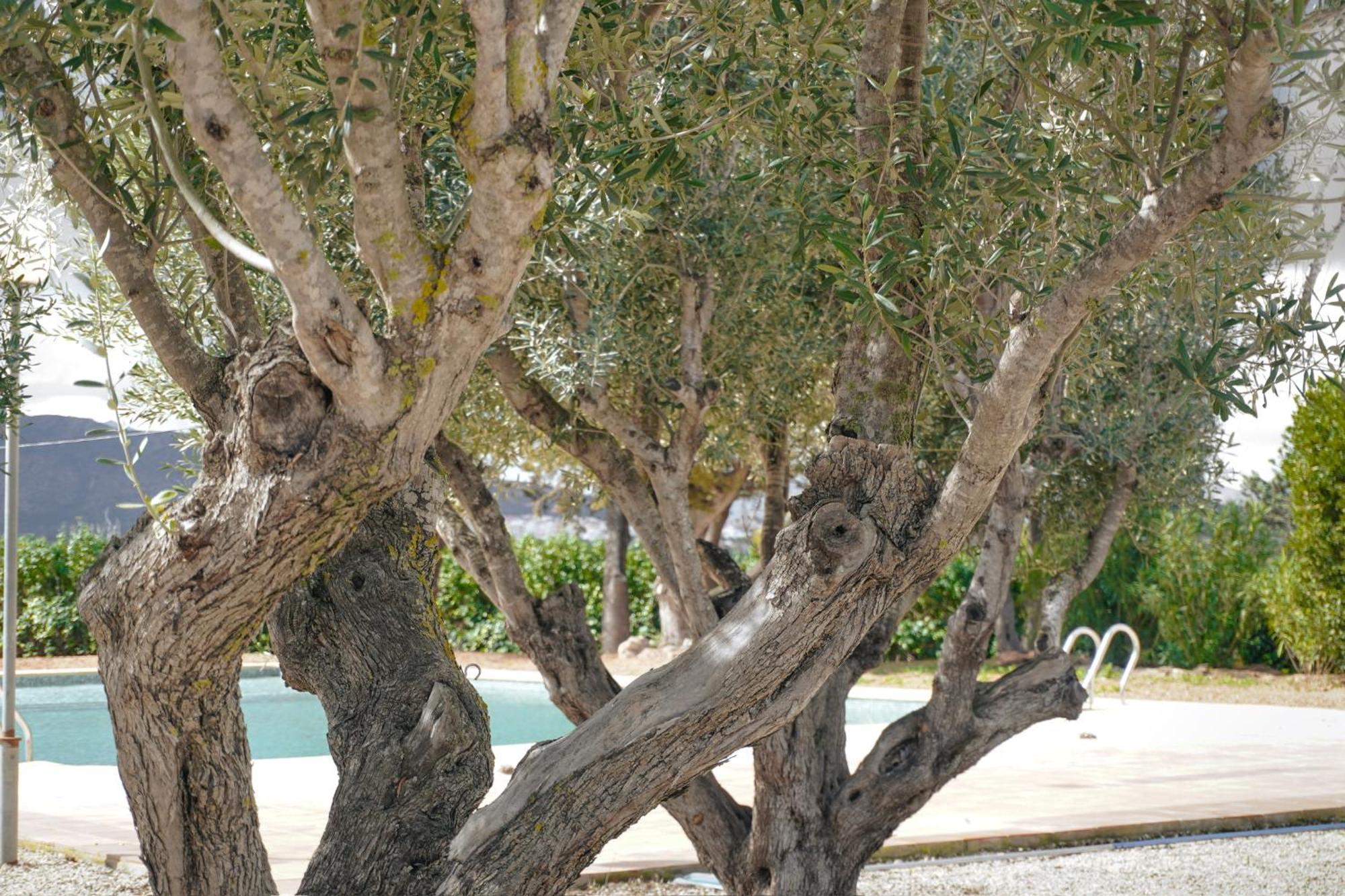 Hotel Finca Olivar Benissa Dış mekan fotoğraf